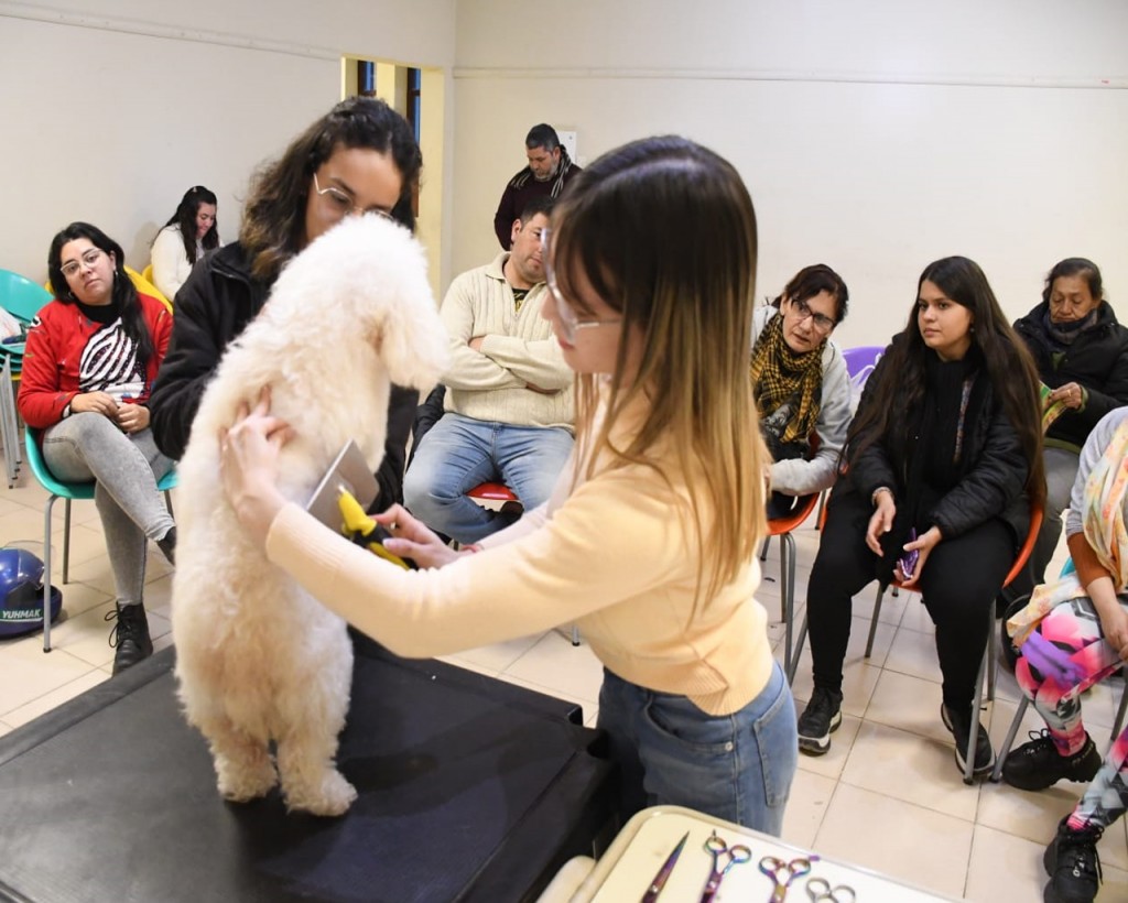 Curso gratuito de formación en Peluquería Canina